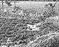 301430185.jpg
