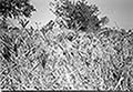 301480066.jpg