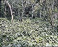 301550070.jpg