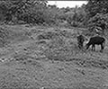 301580087.jpg