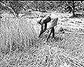 301590031.jpg