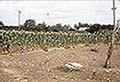 301620087.jpg